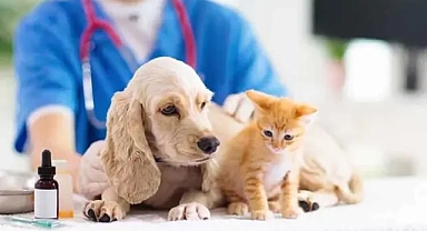 Veteriner hekimler yarın iş bırakacak