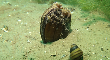 Sapanca Gölü'nün Su Altı Canlıları Kayıt Altına Alınıyor