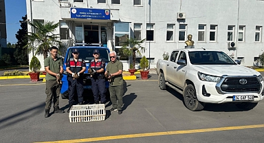 Sakarya’da Yasadışı Avcılığa Geçit Yok 