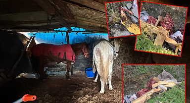 At ve Eşek Kasaplarına Jandarma'dan Operasyon