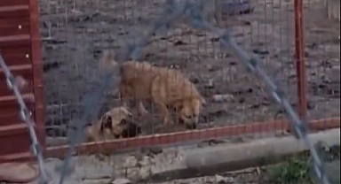 Geyve ve Pamukova’daki Barınaklar İçin İnceleme Başlatıldı