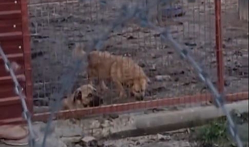 Geyve ve Pamukova’daki Barınaklar İçin İnceleme Başlatıldı