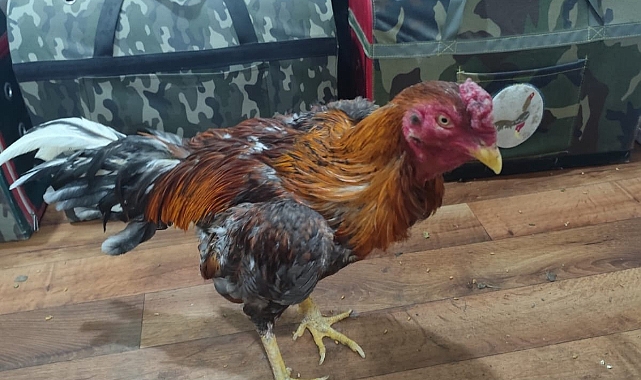 Horoz Dövüşüne Jandarma'dan Baskın