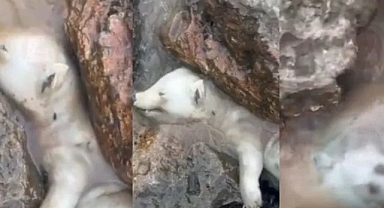 Karasu Sahilinde Görenleri Hayrete Düşüren Olay 