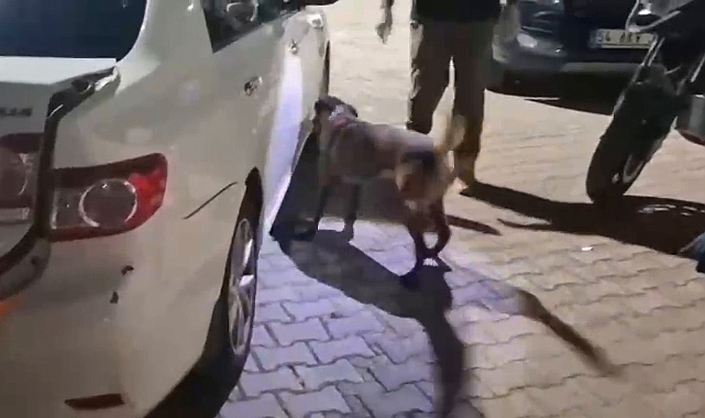 Uyuşturucu Tacirleri Gişelerde Kıskıvrak Yakalandı